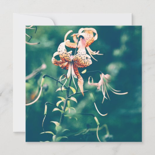 秋に咲くユリ (正面)