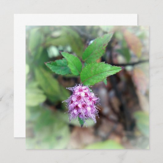 秋に咲く花 (正面/裏面)