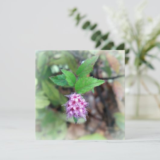 秋に咲く花 (スタンド正面)