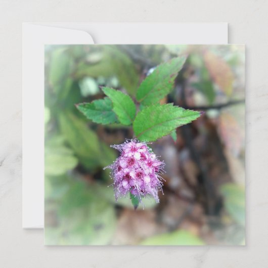 秋に咲く花 (正面)