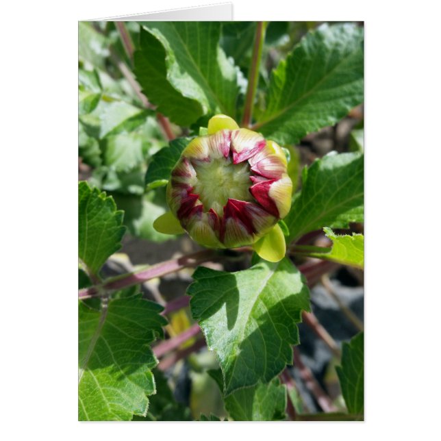 秋に芽を出す (正面)