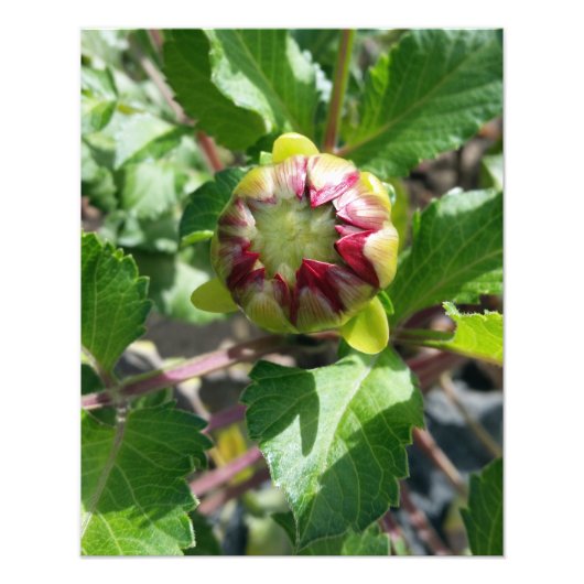 秋に芽を出す フォトプリント            (正面)