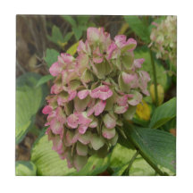 秋のあじさい開花ウィズゴールデンホスタ葉ズ