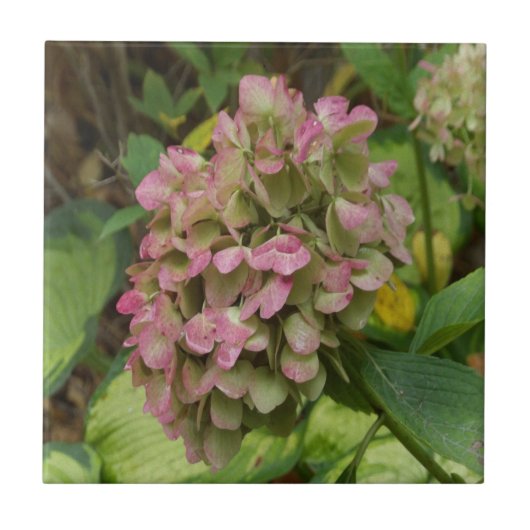 秋のあじさい開花ウィズゴールデンホスタ葉ズ タイル (正面)