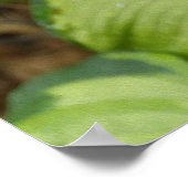 秋のあじさい開花ウィズゴールデンホスタ葉ズ ポスター (角)