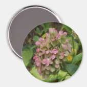 秋のあじさい開花ウィズゴールデンホスタ葉ズ マグネット (正面/裏面)