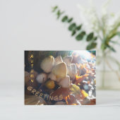 秋のお迎えサニー・トードストールズ顧客ポストカード ポストカード (スタンド正面)