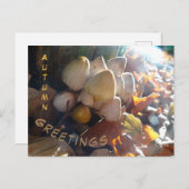 秋のお迎えサニー・トードストールズ顧客ポストカード ポストカード (正面/裏面)