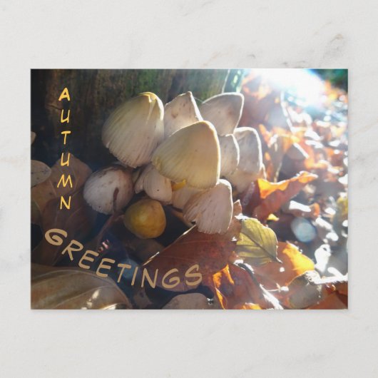 秋のお迎えサニー・トードストールズ顧客ポストカード ポストカード (正面)