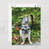 秋のかわいい絵葉書 ポストカード (正面/裏面)