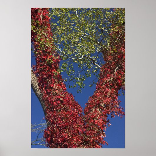 秋のつる植物の木ポスター ポスター (正面)