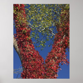 秋のつる植物の木ポスター ポスター