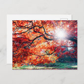 秋のはがきの魔法の色で ポストカード (正面/裏面)
