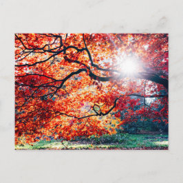 秋のはがきの魔法の色で ポストカード