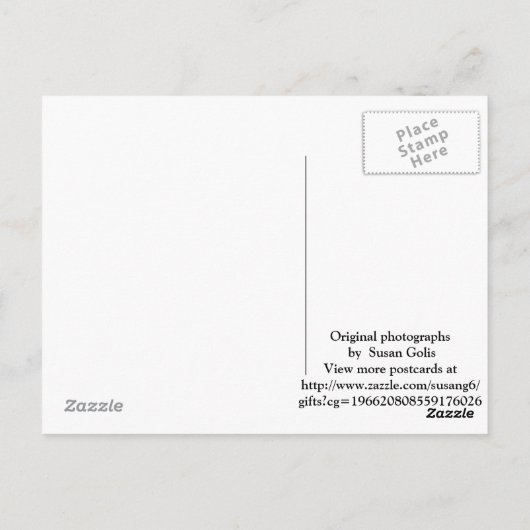 秋のアーカンソー写真はがき ポストカード (裏面)