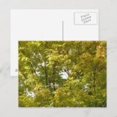 秋のイロハカエデ ポストカード (正面/裏面)