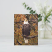 秋のイーグル写真はがき ポストカード (スタンド正面)