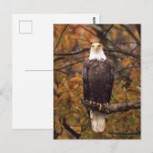 秋のイーグル写真はがき ポストカード (正面/裏面)
