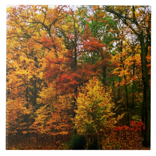 秋のオレンジ色の木 タイル (正面)