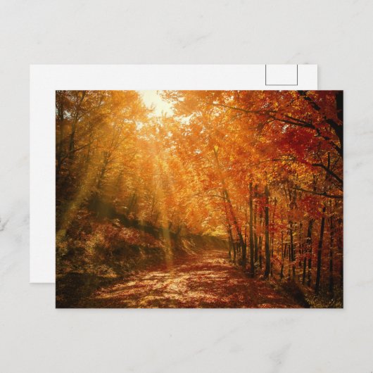 秋のオレンジ色の茶色の木の森の自然写真 ポストカード (正面/裏面)