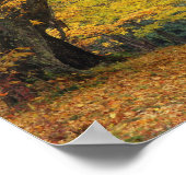 秋のカエデの木が覆われた田舎道を ポスター (角)