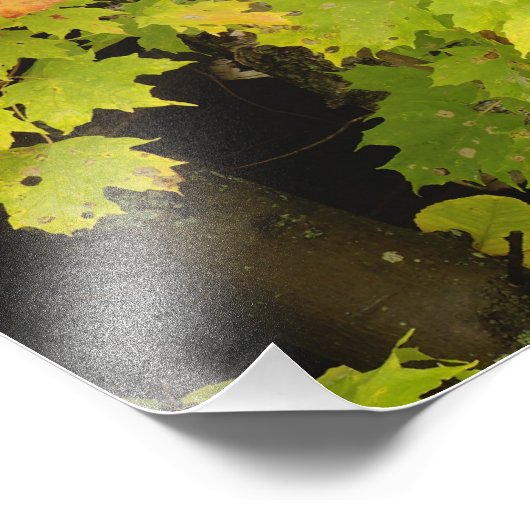 秋のカエデの木と樺の木の木、白 フォトプリント            (角)