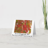 秋のカエデの木の開拓者の公園カード8 カード (裏面)