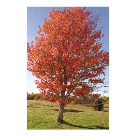 秋のカエデの燃える赤葉い フォトプリント            (正面)