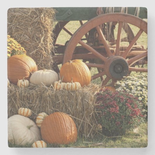 秋のカボチャとマムディスプレー ストーンコースター (正面)