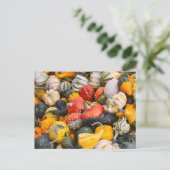 秋のカボチャ、ひょうたん及びスクアーシュ ポストカード (スタンド正面)