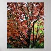 秋のカラフルもみじ離れの木 ポスター (正面)