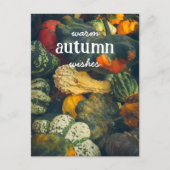 秋のカラフルカボチャ シーズンポストカード (正面)