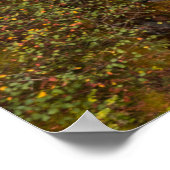 秋のカラーズアットザエルク滝 ポスター (角)