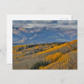 秋のカラーズオン《植物》アスペングローブ ポストカード (正面/裏面)