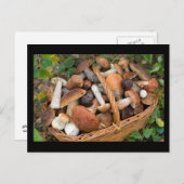 秋のキノコ ポストカード (正面/裏面)