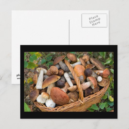秋のキノコ ポストカード (正面/裏面)