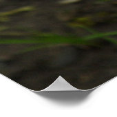 秋のコルチカム ポスター (角)