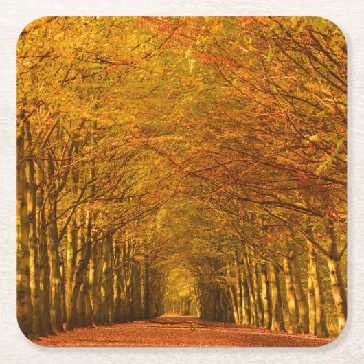 秋のコースターの森林を通した歩く道 スクエアペーパーコースター (正面)