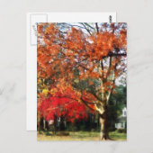 秋のシャモアツリー ポストカード (正面/裏面)