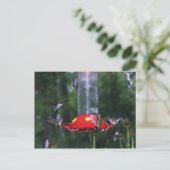 秋のスズメハチドリの渡り ポストカード (スタンド正面)