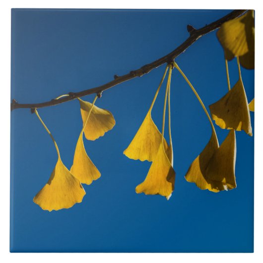 秋のダンス タイル (正面)