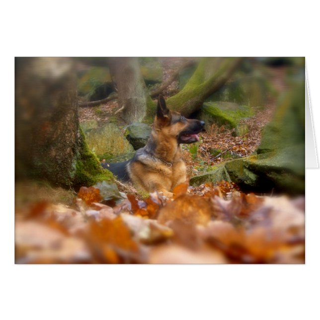 秋のドイツ羊飼いカード (正面横)