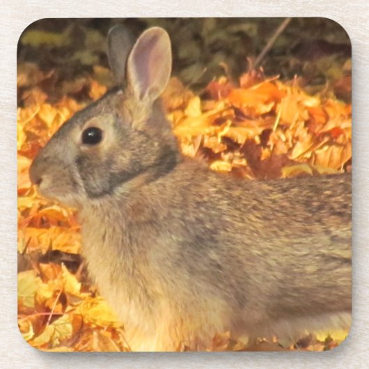 秋のバニー コースター (正面)