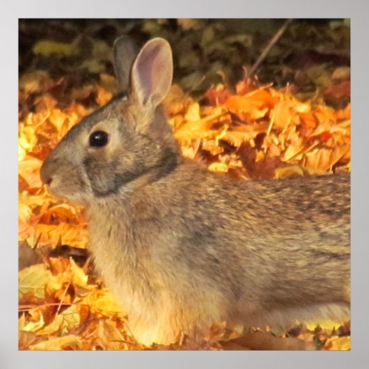 秋のバニー ポスター (正面)