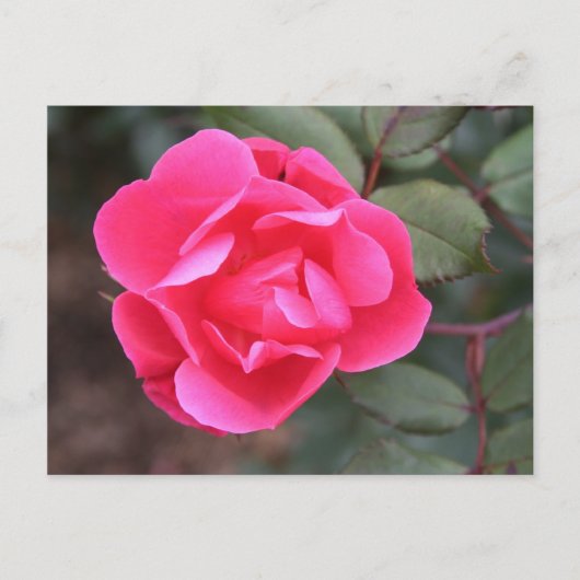 秋のバラ ポストカード (正面)