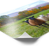 秋のバーモント羊 フォトプリント            (角)