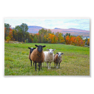 秋のバーモント羊 フォトプリント           