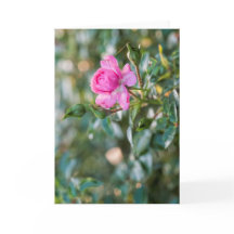 秋のピンクのバラバラ花フローラ