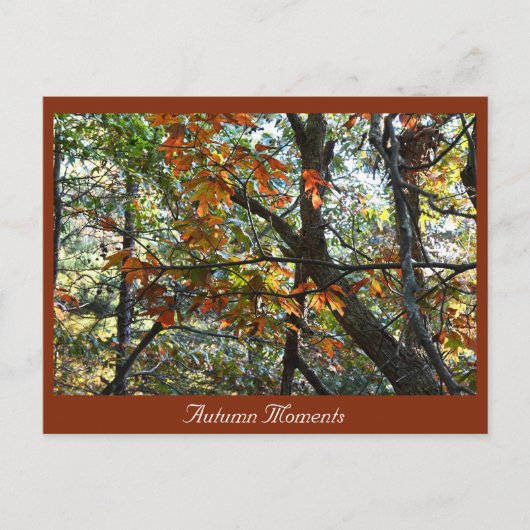 秋のフォトポストカード ポストカード (正面)