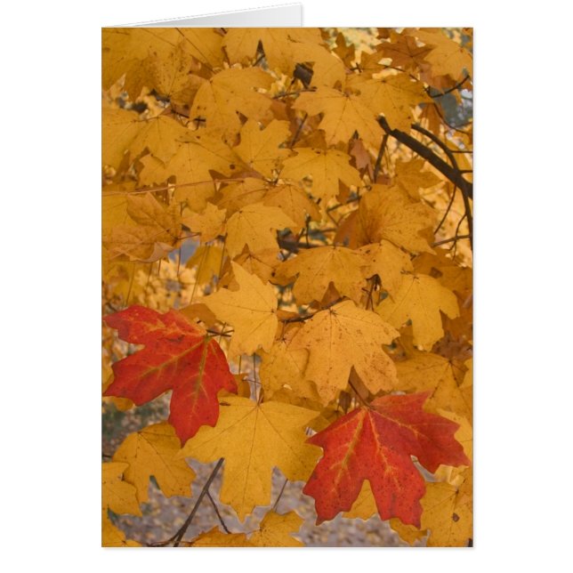 秋のフロリダのかえで (正面)